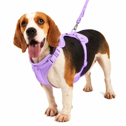 Dog Harness and Leash Worn View
